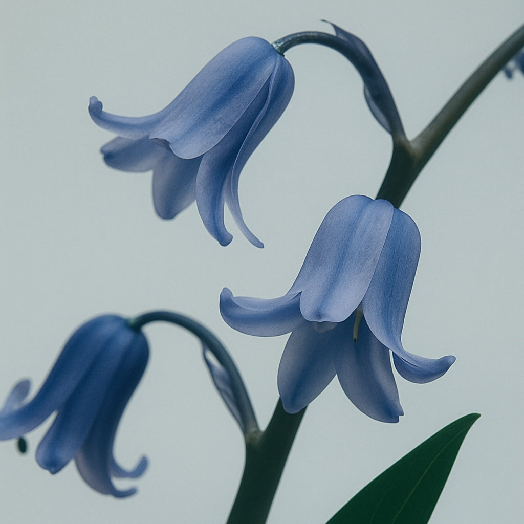Bluebell Woods - Difusor