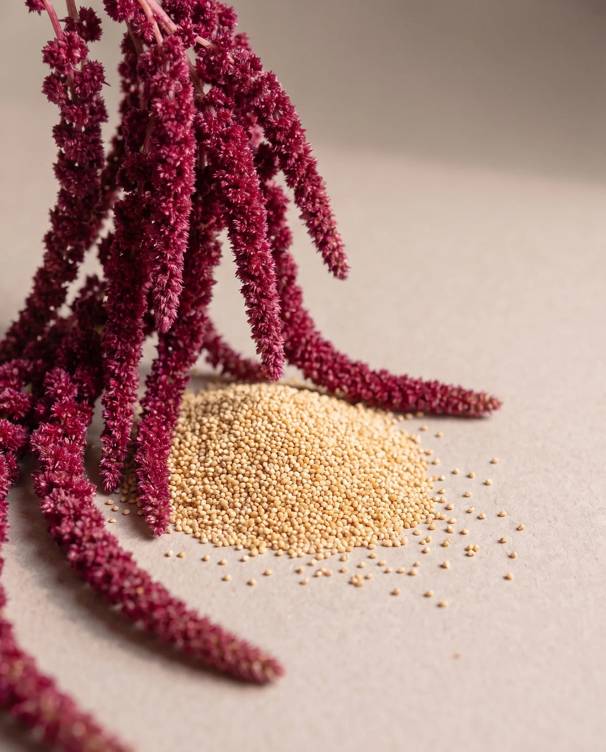 Delune Amaranth Seed Oil botanical still life of amaranth flowers and seeds