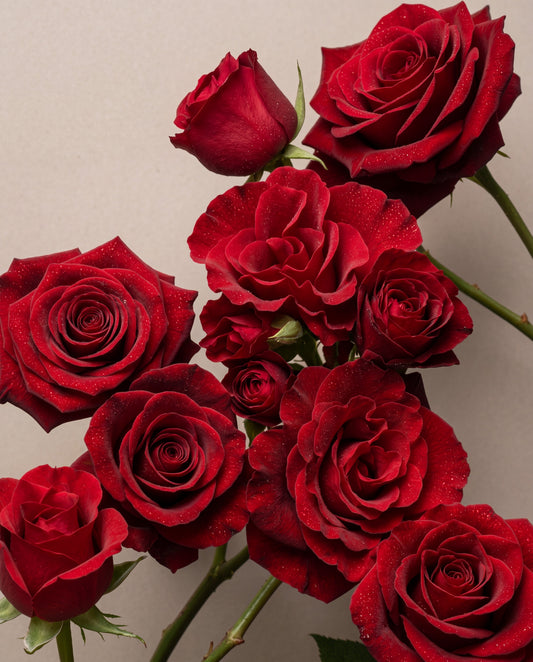 Notas de Red, Red Rose: um buquê de rosas vermelhas aveludadas