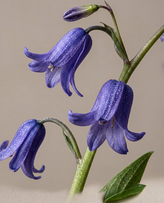 Notas de Bluebell Woods: hastes curvadas de jacintos-silvestres ingleses