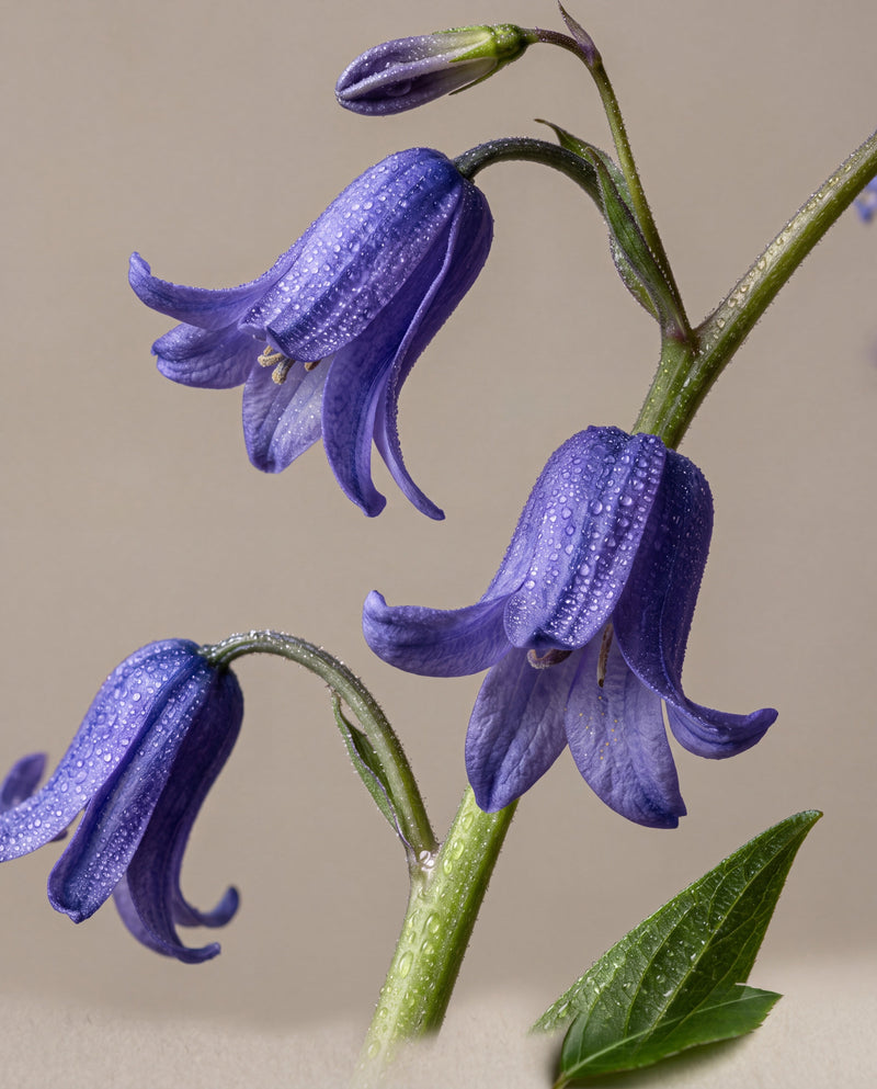 Notas de Bluebell Woods: hastes curvadas de jacintos-silvestres ingleses