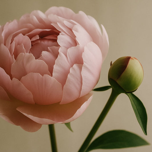 Blush Peônia e Camurça - Eau de Parfum