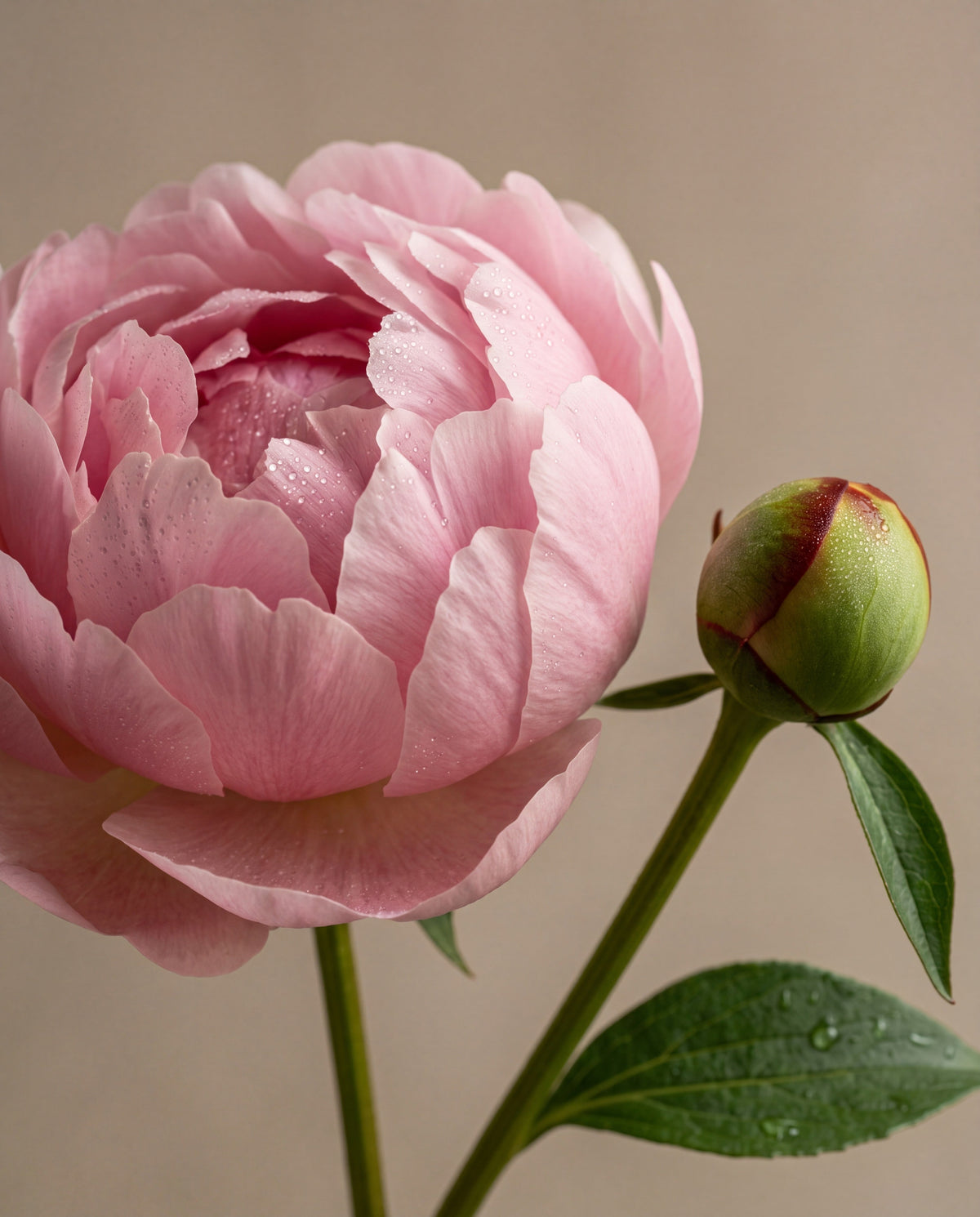 Notas de Blush Peony & Suede: uma peônia rosa-clara em flor com um botão