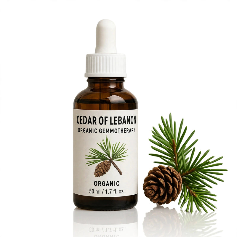 Gemoterapia orgânica de cedro-do-líbano