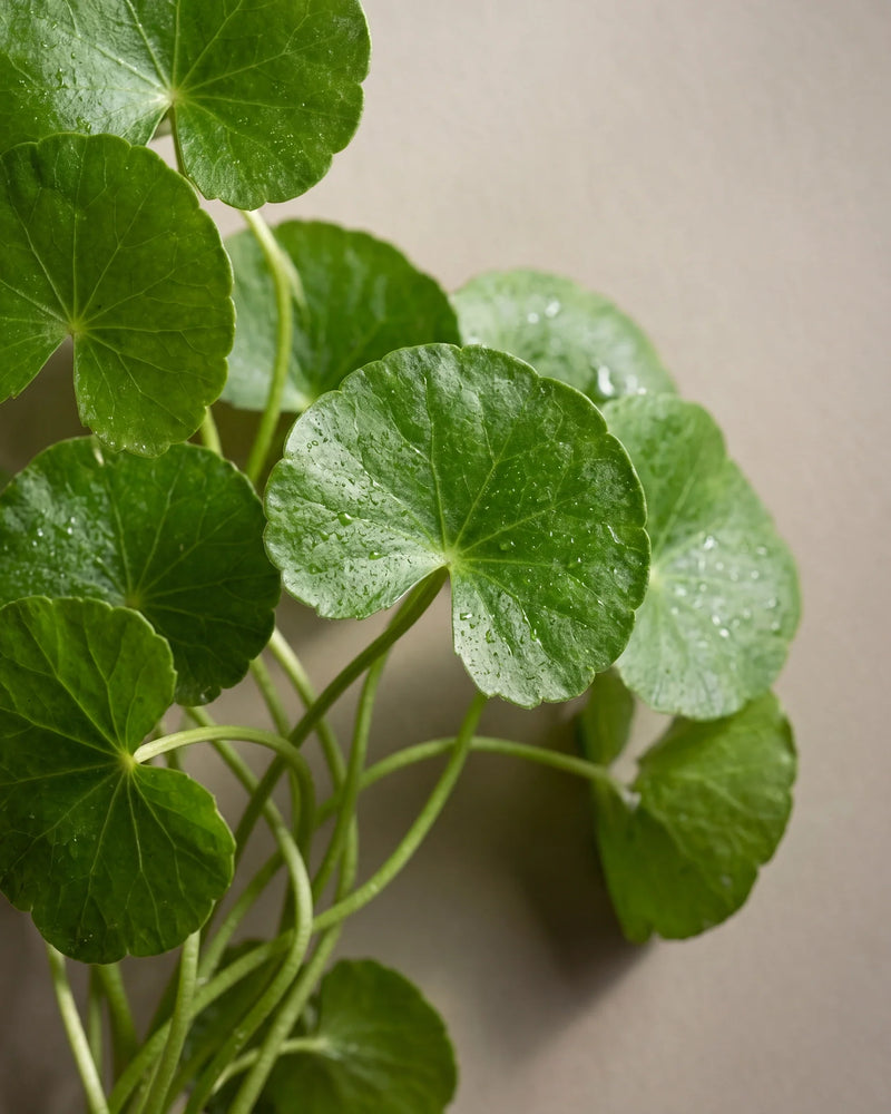Extrato de Centella asiatica Delune, natureza-morta botânica