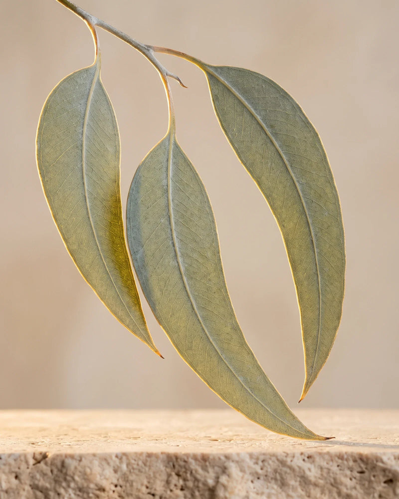 Um ramo fresco de eucalipto com folhas verde-prateadas à contraluz do sol quente — o aroma limpo e refrescante do Óleo essencial puro de eucalipto (radiata) Delune