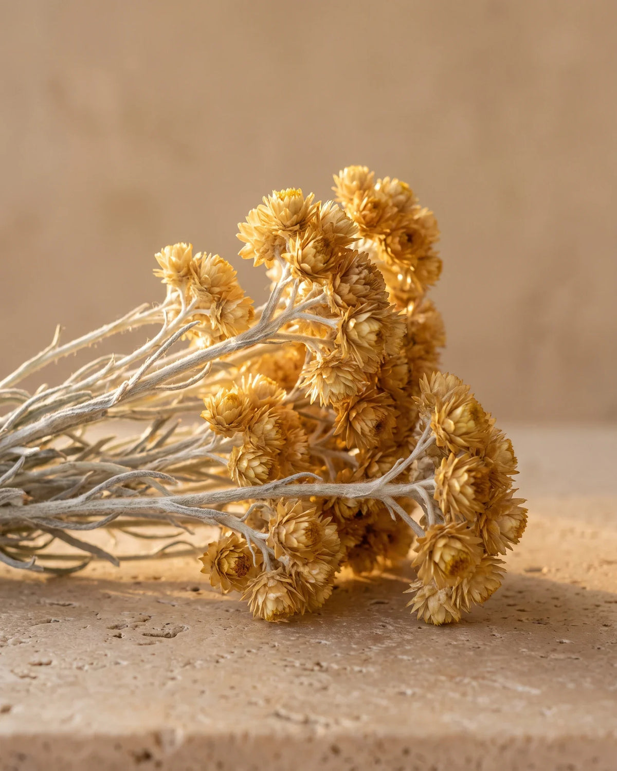 Flores douradas de helicriso em hastes prateadas sobre travertino quente — o aroma quente, com toque de mel do Óleo essencial puro de helicriso (imortela) Delune