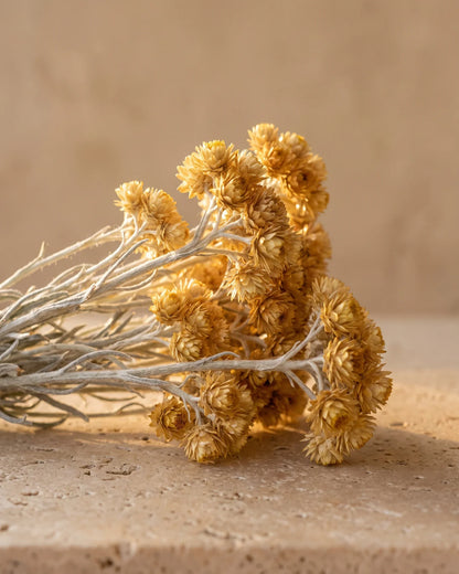 Flores douradas de helicriso em hastes prateadas sobre travertino quente — o aroma quente, com toque de mel do Óleo essencial puro de helicriso (imortela) Delune