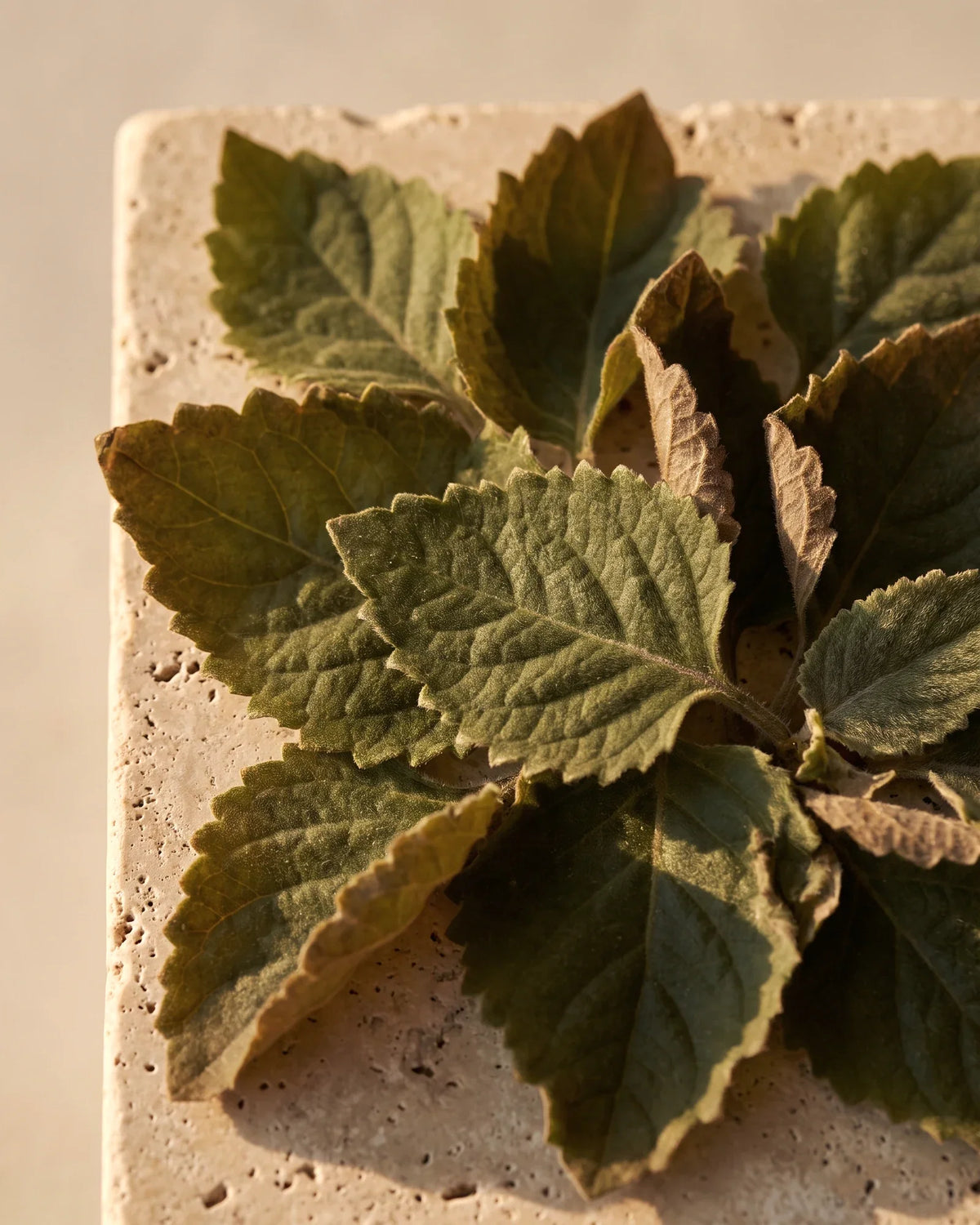 Folhas macias e serrilhadas de patchouli vistas de cima sob luz quente — o aroma profundo e terroso do Óleo essencial puro de patchouli Delune