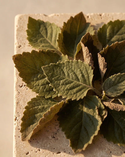 Folhas macias e serrilhadas de patchouli vistas de cima sob luz quente — o aroma profundo e terroso do Óleo essencial puro de patchouli Delune