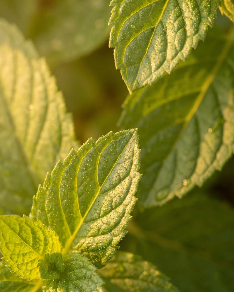 Close de folhas frescas de hortelã-pimenta com orvalho da manhã, à contraluz do sol quente — o aroma fresco e revigorante do Óleo essencial puro de hortelã-pimenta Delune