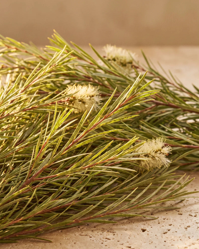 Ramos frescos de melaleuca com folhas finas e flores creme sobre travertino quente — o aroma limpo e herbal do Óleo essencial puro de melaleuca Delune