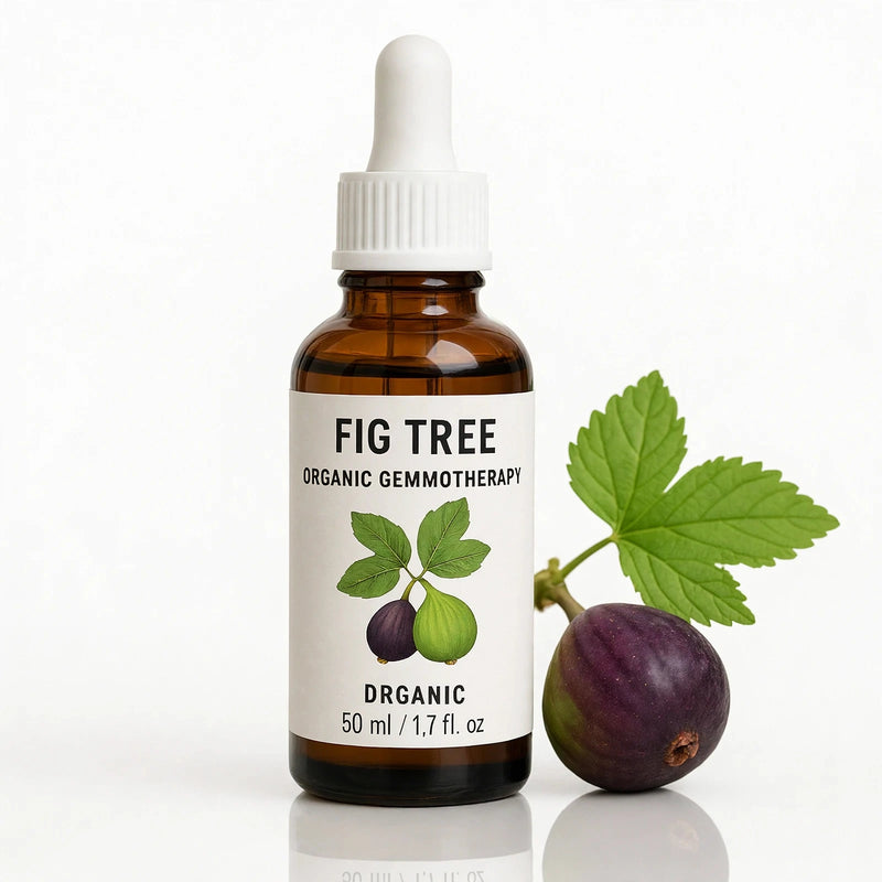 Gemoterapia orgânica de figueira